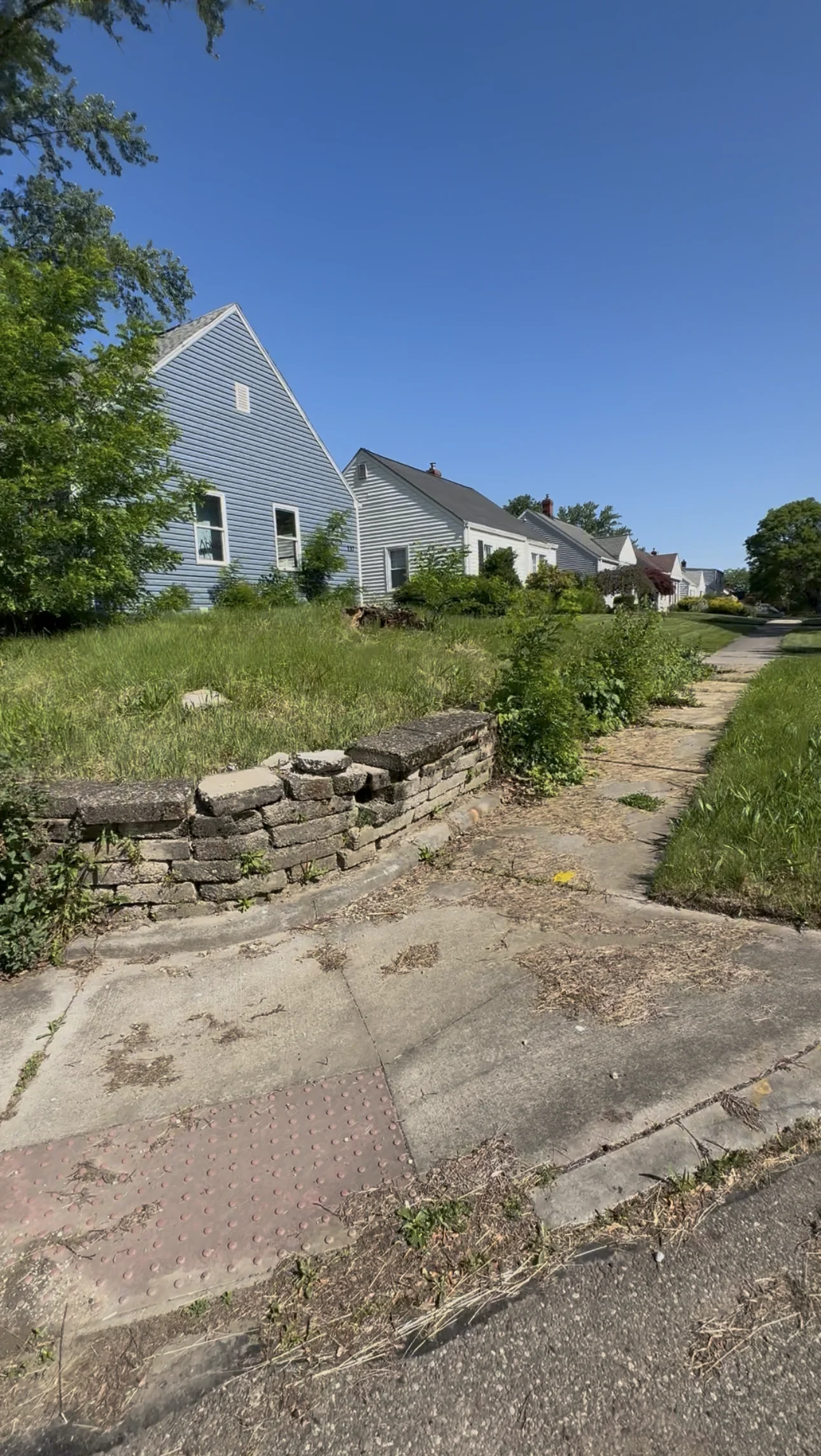 Overgrown yard before cleanup