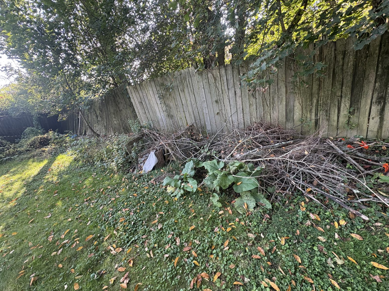 Overgrown branch pile along fence line before cleanup
