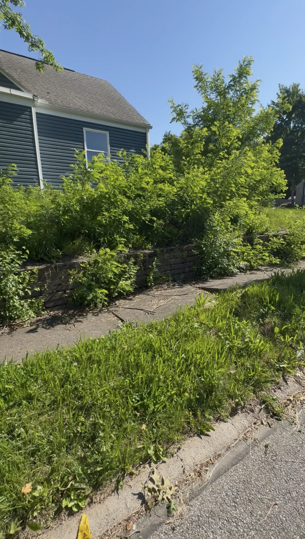 Overgrown bushes before cleanup